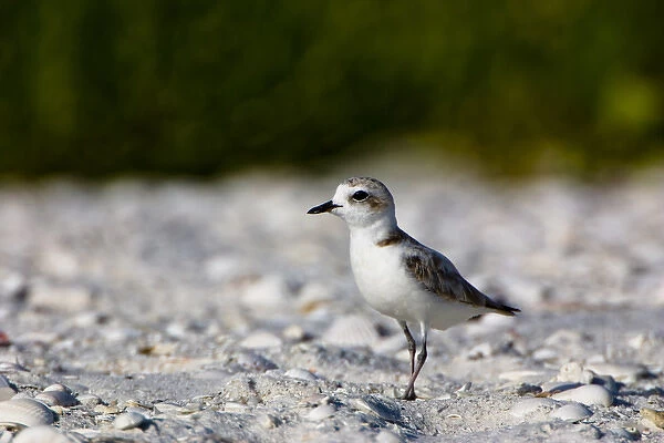 The snowy plover (Charadrius alexandrinus) is a small plover of beaches and barren ground