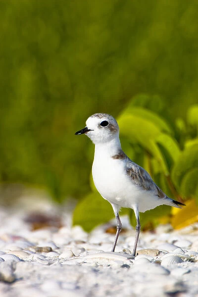 The snowy plover (Charadrius alexandrinus) is a small plover of beaches and barren ground