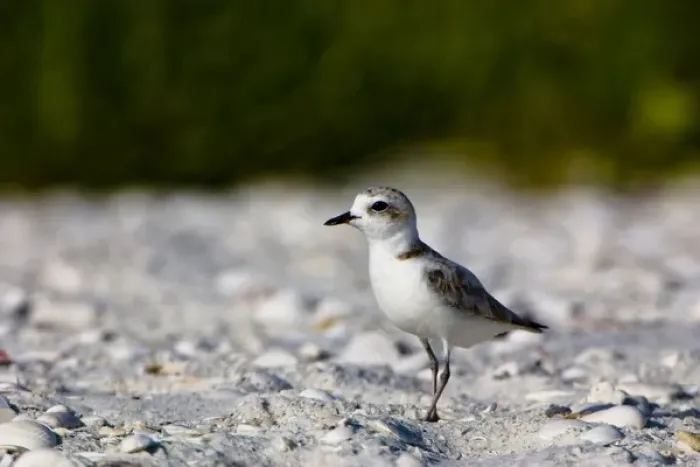 Framed Print : The snowy plover (Charadrius alexandrinus) is a small plover of beaches and barren ground Framed Print : The snowy plover (Charadrius alexandrinus) is a small plover of beaches and barren ground
