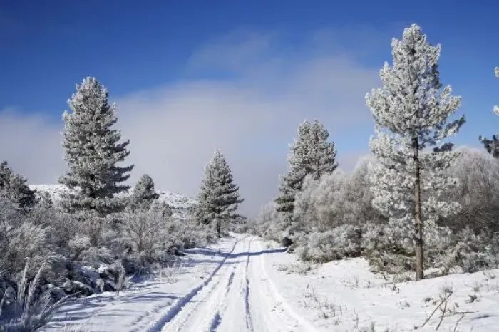 Framed Print : Snowy Track and Pine Trees, Cambrians, near St Bathans, Maniototo, South Island Framed Print : Snowy Track and Pine Trees, Cambrians, near St Bathans, Maniototo, South Island