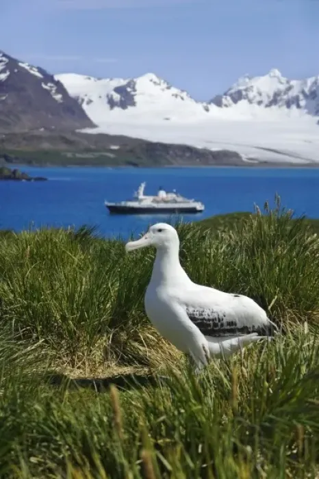 Framed Print : Snowy Wandering Abatross (D. e. exulans) on Prion Island, tourist boat in the distance Framed Print : Snowy Wandering Abatross (D. e. exulans) on Prion Island, tourist boat in the distance