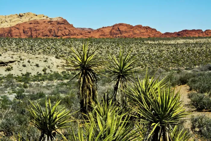 Framed Print : Soap tree yucca, yucca elata, Red Rock Canyon, National Conservation Area, Nevada, USA Framed Print : Soap tree yucca, yucca elata, Red Rock Canyon, National Conservation Area, Nevada, USA