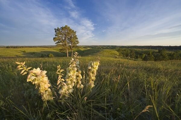 Soaptree Yucca blooms on the Pine Ridge at Chadron State Park in Nebraska