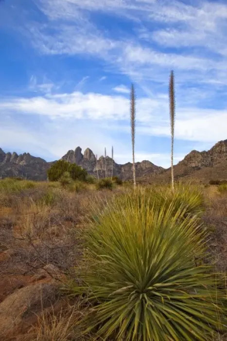 Framed Print : Soaptree Yucca and the Organ Mountains at Aguirre Springs National Recreation Area Framed Print : Soaptree Yucca and the Organ Mountains at Aguirre Springs National Recreation Area