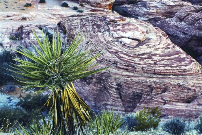 Framed Print : Soaptree yucca and Red Rock Canyon National Conservation Area, Nevada, USA