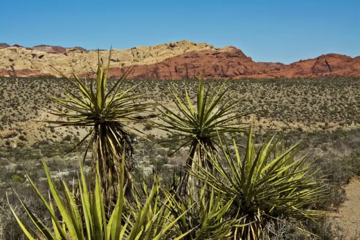 Framed Print : Soaptree yucca and Red Rock Canyon National Conservation Area, Nevada, USA