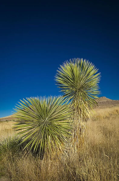 Soaptree yucca, Yucca elata, City of Rocks State Park, New Mexico, USA