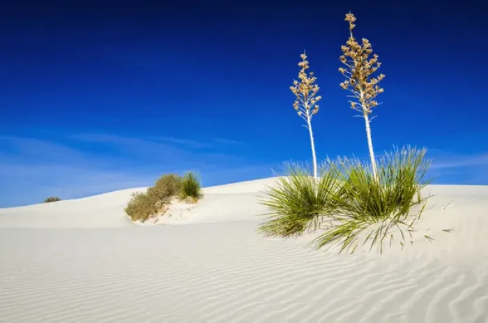 Framed Print : Soaptree Yucca (Yucca elata) and dunes, White Sands National Monument, New Mexico