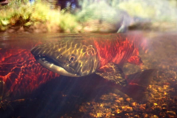 sockeye salmon, Oncorhynchus nerka, or red salmon, male in a spawning stream with
