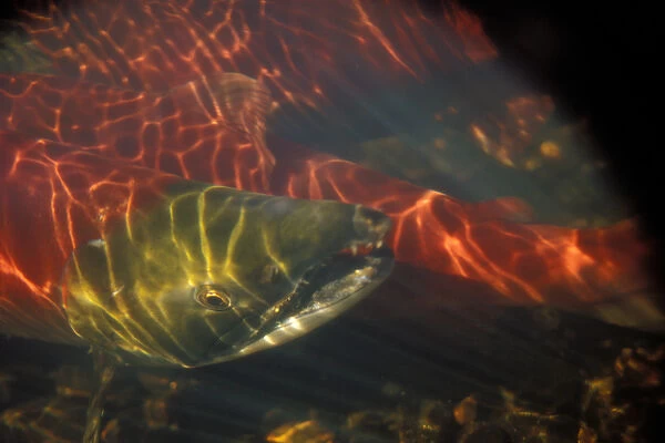sockeye salmon, Oncorhynchus nerka, or red salmon, male in a spawning stream with