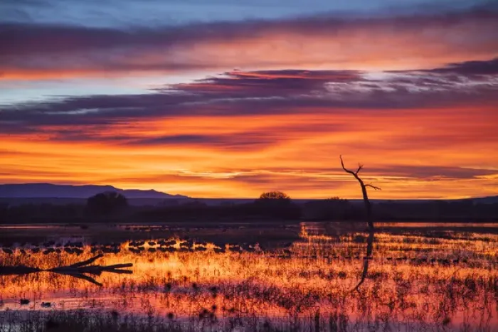 Framed Print : Socorro Co. New Mexico. Sunrise on waterfowl roosting marsh at Bosque del Apache