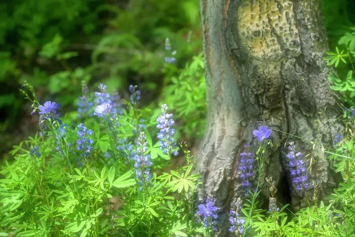 Framed Print : Soft composite of blue lupine growing around base of tree in Colorado Framed Print : Soft composite of blue lupine growing around base of tree in Colorado