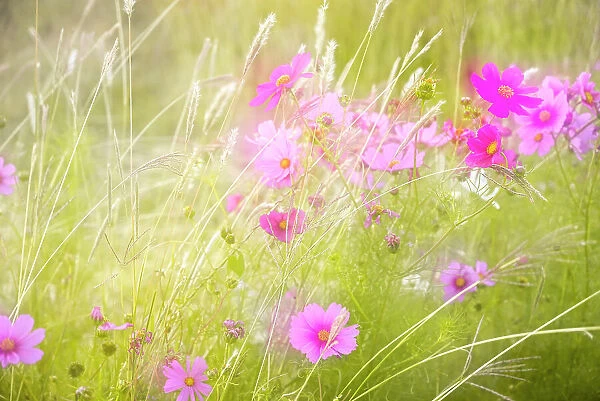 Soft composite of cosmos flowers and grasses