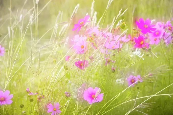 Framed Print : Soft composite of cosmos flowers and grasses