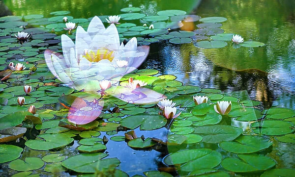 Soft composite of water lilies in a pond