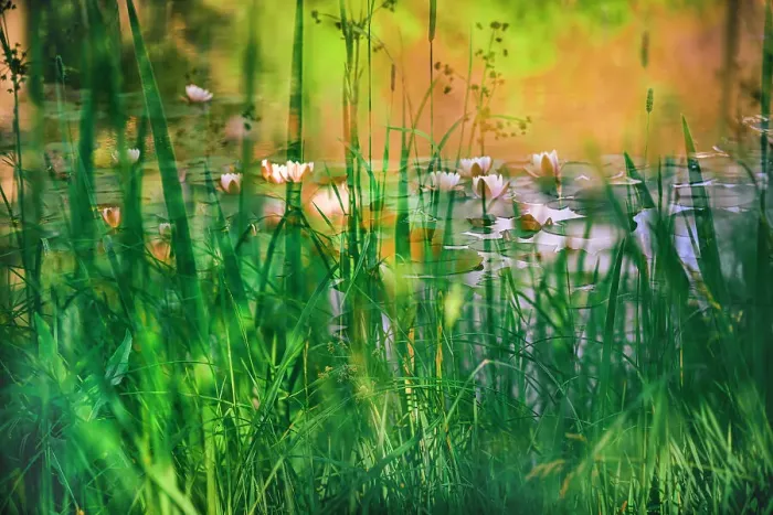 Framed Print : Soft composite of water lilies in a pond Framed Print : Soft composite of water lilies in a pond