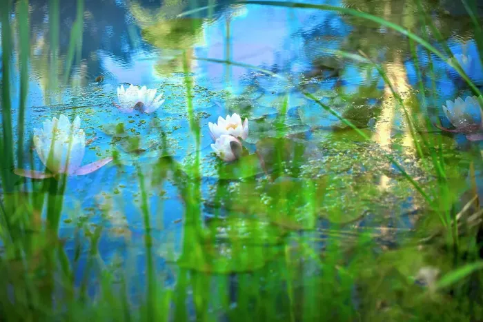 Framed Print : Soft composite of water lilies in a pond