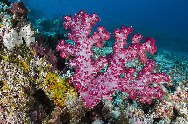 Soft Coral (Dendronephthya sp. ), Rainbow Reef, Fiji. South Pacific
