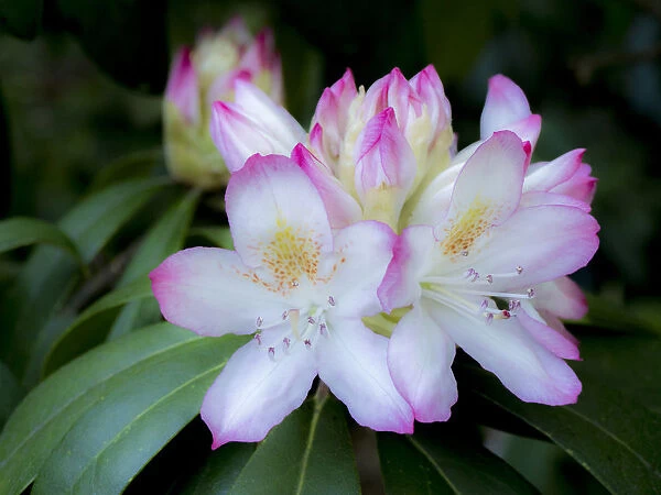Soft focus of a variegated pink and white rhododendron in a garden
