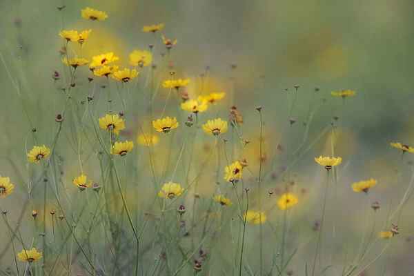 Soft focus view of coreopsis flowers, Rio Grande Valley, Texas