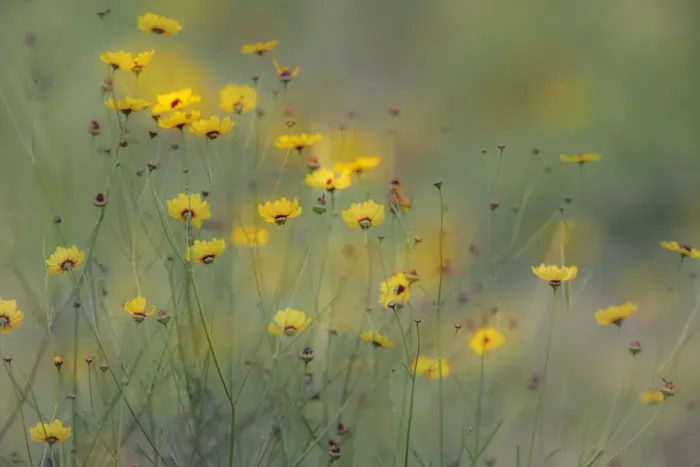 Framed Print : Soft focus view of coreopsis flowers, Rio Grande Valley, Texas Framed Print : Soft focus view of coreopsis flowers, Rio Grande Valley, Texas