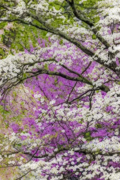 Framed Print : Soft focus view of flowering dogwood tree and distant Eastern redbud, Kentucky