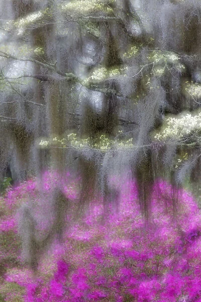 Soft focus view of flowering dogwood trees and azaleas in full bloom in spring, Bonaventure Cemetery, Savannah, Georgia
