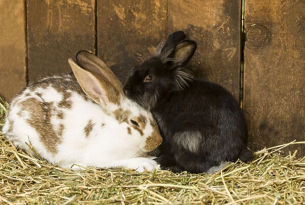 Soft, furry bunnies huddled together to take a nap