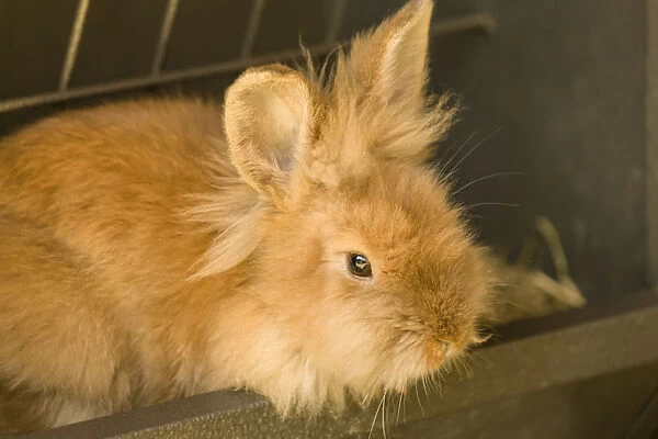 Soft, furry bunny sitting in a pellet feeder
