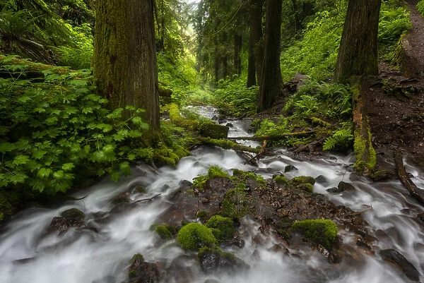 Soft moving stream through a canyon of forest