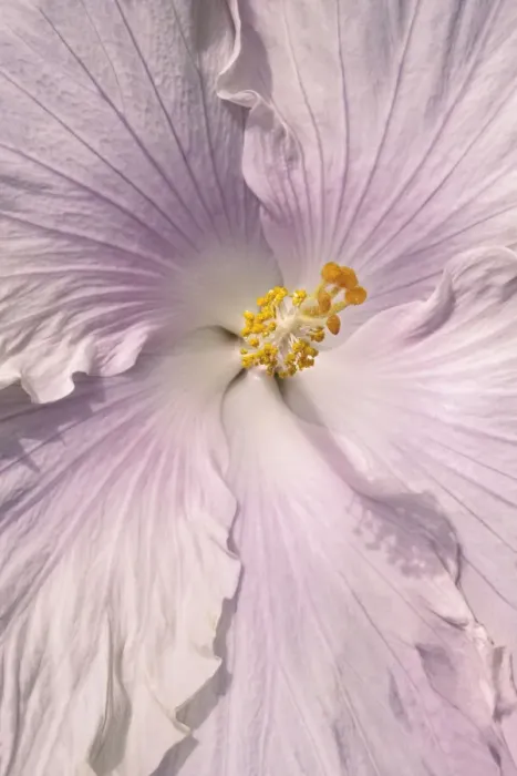 Framed Print : Soft Pink Hibiscus Framed Print : Soft Pink Hibiscus