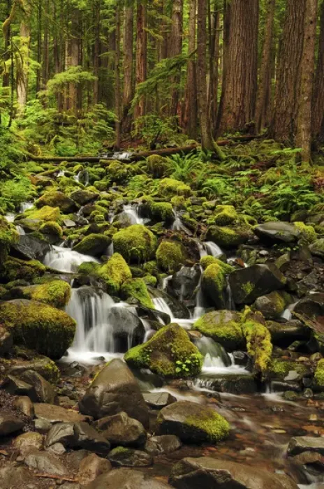 Framed Print : Below Sol Duc Falls, Olympic National Park, Washington, USA