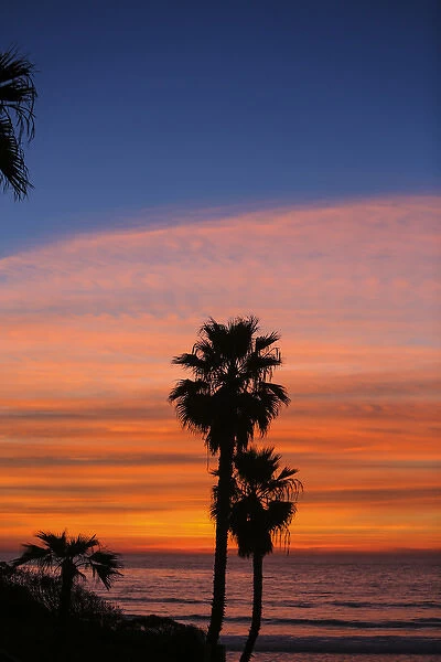 Solana Beach, San Diego County, California. Palm trees face the ocean during a pink