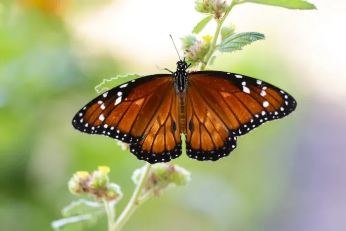 Framed Print : Soldier (Danaus eresimus) butterfly feeding at flower Framed Print : Soldier (Danaus eresimus) butterfly feeding at flower