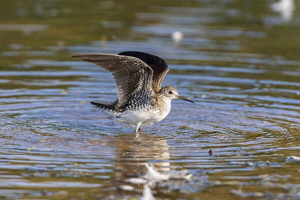 Solitary Sandpiper (Tringa solitaria) bathing in wetland Marion County, Illinois