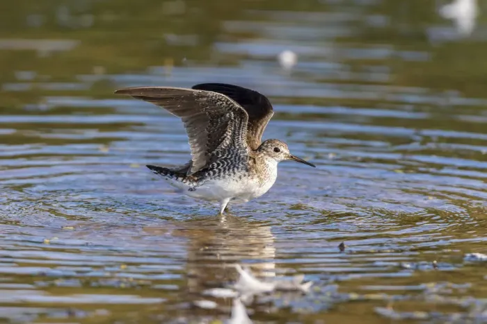 Framed Print : Solitary Sandpiper (Tringa solitaria) bathing in wetland Marion County, Illinois