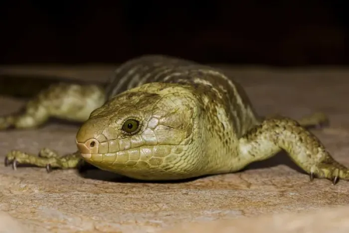 Framed Print : The Solomon Island skink, Corucia zebrata, is the largest of all skinks, and is Framed Print : The Solomon Island skink, Corucia zebrata, is the largest of all skinks, and is