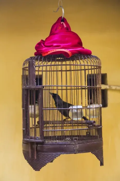 Framed Print : Song bird in cage, Hanoi, Vietnam Framed Print : Song bird in cage, Hanoi, Vietnam