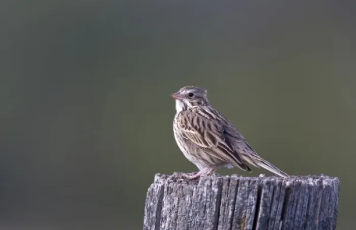 Framed Print : Song sparrow on fencepost at Ninepipe WMA in the Mission Valley of Montana
