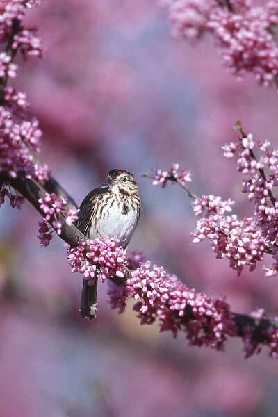 Song Sparrow (Melospiza melodia) in Eastern Redbud tree (Cercis canadensis), Marion Co