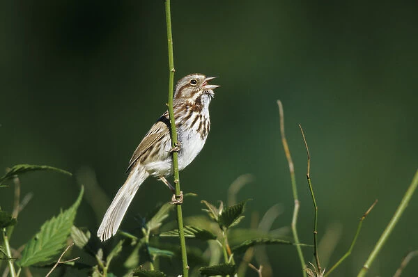 Song Sparrow (Melospiza melodia) Male singing to secure his territory, Marion Co. IL
