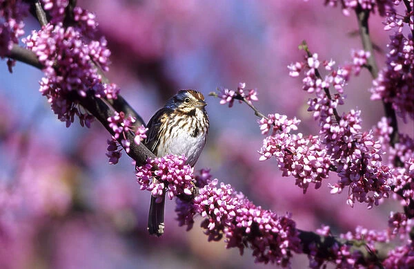 Song Sparrow (Melospiza melodia) in Eastern Redbud tree (Cercis canadensis) Marion Co