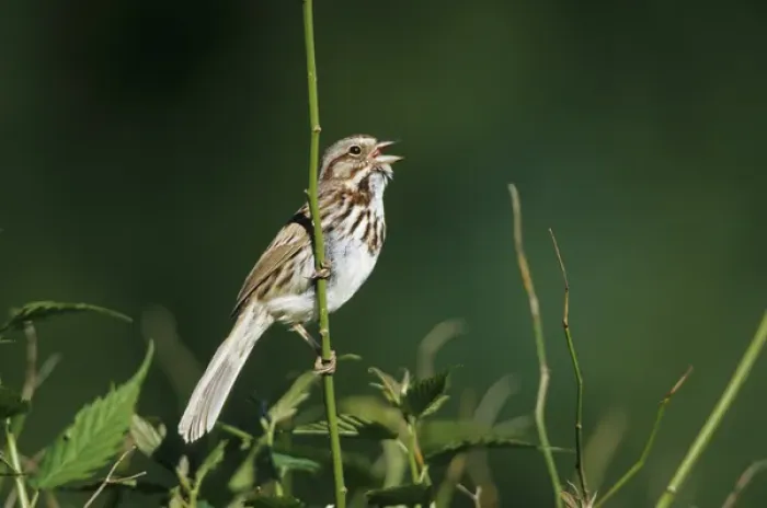 Framed Print : Song Sparrow (Melospiza melodia) Male singing to secure his territory, Marion Co. IL