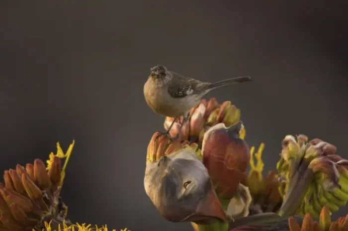 Framed Print : songbird perched on desert wildflowers at La Bufadora, Baja California Peninsula, Mexico
