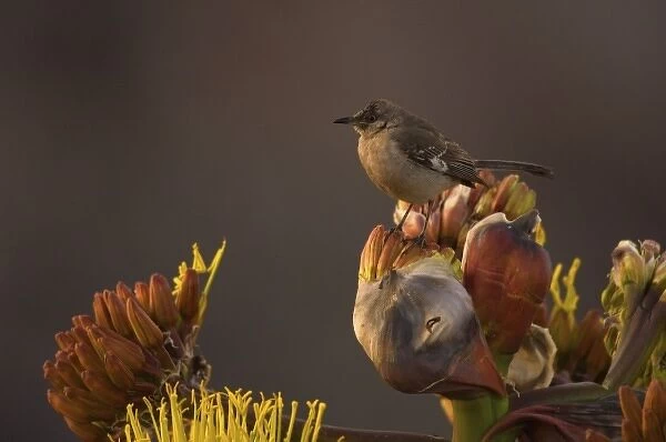 songbird perched on desert wildflowers at La Bufadora, Baja California Peninsula, Mexico