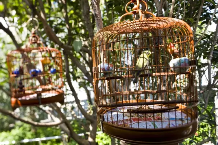 Framed Print : Songbirds in cages, bird market, Hong Kong, China Framed Print : Songbirds in cages, bird market, Hong Kong, China