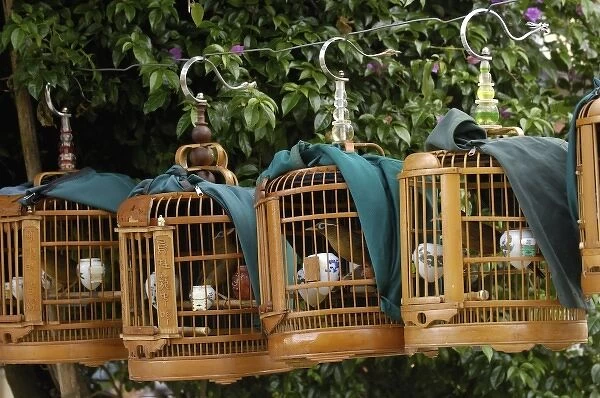 Songbirds used by owners to compete in local competitions demonstrating their prowess as songsters