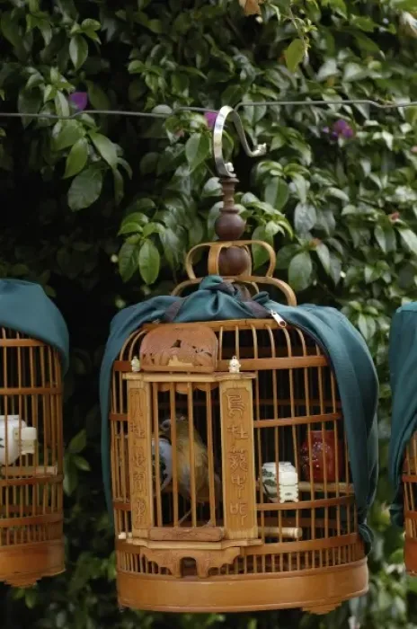 Framed Print : Songbirds used by owners to compete in local competitions demonstrating their prowess as songsters