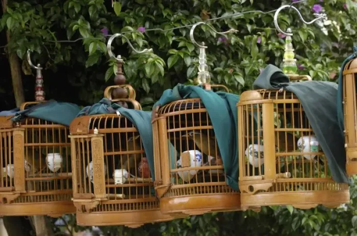 Framed Print : Songbirds used by owners to compete in local competitions demonstrating their prowess as songsters Framed Print : Songbirds used by owners to compete in local competitions demonstrating their prowess as songsters