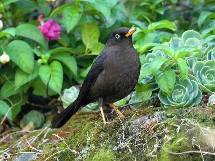 Framed Print : Sooty Robin, aka Sooty Thrush, Costa Rica, Central America Framed Print : Sooty Robin, aka Sooty Thrush, Costa Rica, Central America